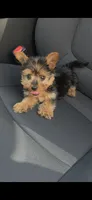Rocky, a male Yorkshire Terrier for sale in Menifee, CA – 5 of 6