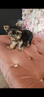 Zizzy, a male Yorkshire Terrier for sale in Menifee, CA – 5 of 6