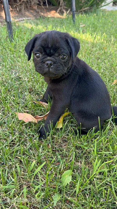 Daisy – Pug puppy for sale in Menifee, CA