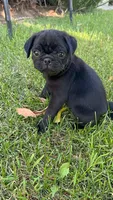 Daisy, a female Pug for sale in Menifee, CA – 1 of 5