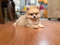 Coco, a male Pomeranian for sale in Menifee, CA – 5 of 7