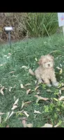 Charles, a male Poodle - Toy  for sale in Menifee, CA – 5 of 5