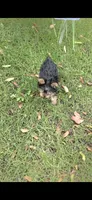 Sizi (Mini size), a male Yorkshire Terrier for sale in Menifee, CA – 6 of 9