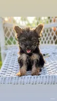 Tobby, a male Yorkshire Terrier for sale in Menifee, CA – 2 of 3