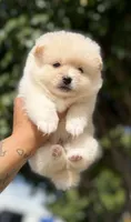 Ed, a male Pomeranian for sale in Menifee, CA – 2 of 4