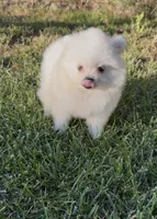 Snowflake , a male Pomeranian for sale in Menifee, CA – 4 of 5