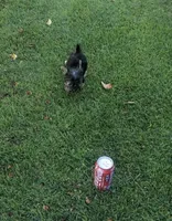 Tiny, a male Yorkshire Terrier for sale in Menifee, CA – 4 of 4