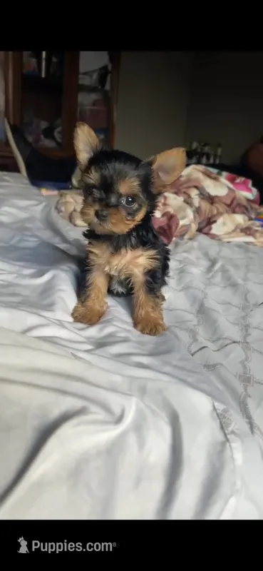 Daisy – Yorkshire Terrier puppy for sale in Menifee, CA