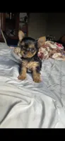 Daisy, a female Yorkshire Terrier for sale in Menifee, CA – 1 of 5