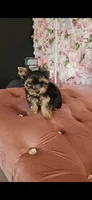 Zizzy, a male Yorkshire Terrier for sale in Menifee, CA – 6 of 6