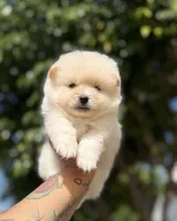 Ed, a male Pomeranian for sale in Menifee, CA – 1 of 4