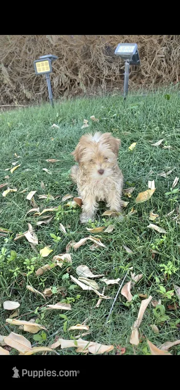 Charles – Poodle - Toy  puppy for sale in Menifee, CA