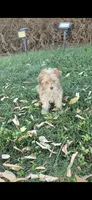Charles, a male Poodle - Toy  for sale in Menifee, CA – 1 of 5