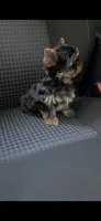 Max, a male Yorkshire Terrier for sale in Menifee, CA – 5 of 7