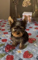Oliver, a male Yorkshire Terrier for sale in Menifee, CA – 3 of 4