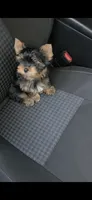 Max, a male Yorkshire Terrier for sale in Menifee, CA – 2 of 7
