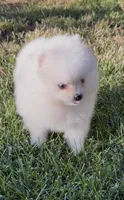 Snowflake , a male Pomeranian for sale in Menifee, CA – 3 of 5