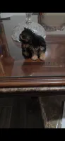 Lexy (Teacup), a female Yorkshire Terrier for sale in Menifee, CA – 4 of 7