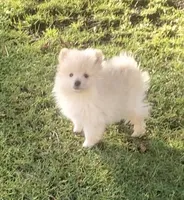 Teddy , a male Pomeranian for sale in Menifee, CA – 2 of 4
