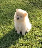 Teddy , a male Pomeranian for sale in Menifee, CA – 3 of 4