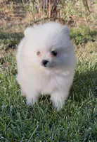 Snowflake , a male Pomeranian for sale in Menifee, CA – 5 of 5