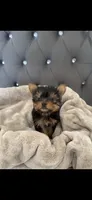 Pixel (Teacup), a male Yorkshire Terrier for sale in Menifee, CA – 5 of 5