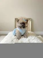 Hana, a female Pomeranian for sale in Menifee, CA – 2 of 3