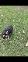 Sizi (Mini size), a male Yorkshire Terrier for sale in Menifee, CA – 2 of 9