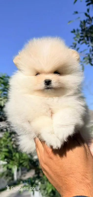 Milo (Teacup) – Pomeranian puppy for sale in Menifee, CA