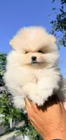 Milo (Teacup), a male Pomeranian for sale in Menifee, CA – 1 of 4