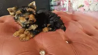 Zizzy, a male Yorkshire Terrier for sale in Menifee, CA – 2 of 6