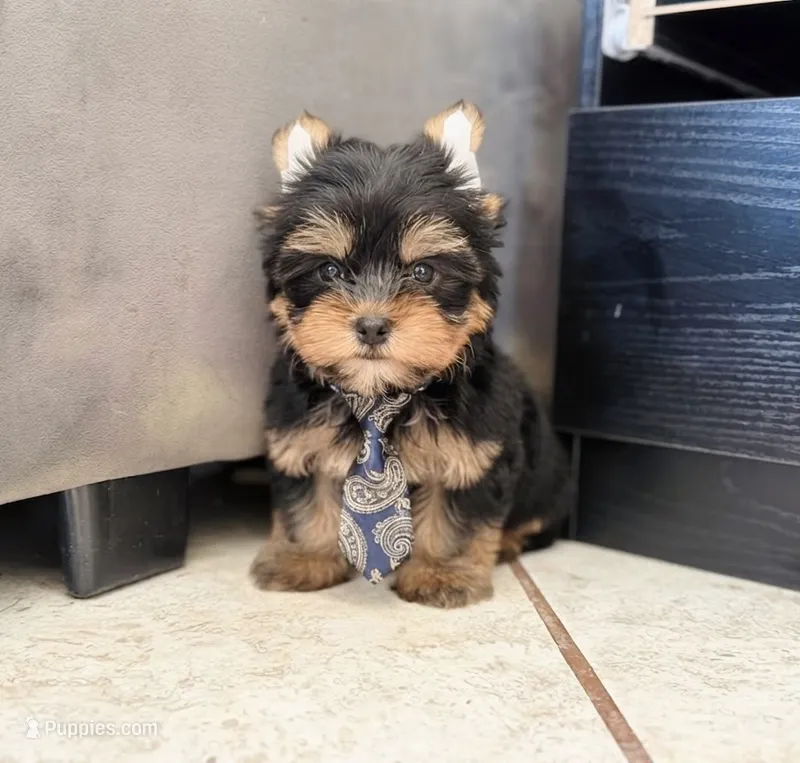 Charles – Yorkshire Terrier puppy for sale in Menifee, CA