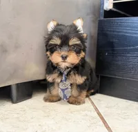 Charles, a male Yorkshire Terrier for sale in Menifee, CA – 1 of 3