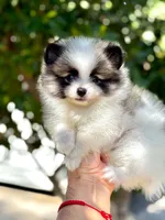 Teddy, a male Pomeranian for sale in Menifee, CA – 3 of 4