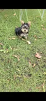 Sizi (Mini size), a male Yorkshire Terrier for sale in Menifee, CA – 4 of 9