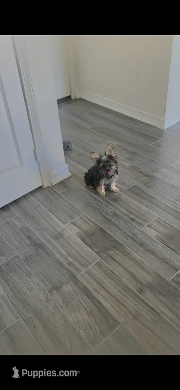 Bobby – Yorkshire Terrier puppy for sale in Menifee, CA