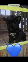 Ziggy, a male Yorkshire Terrier for sale in Menifee, CA – 3 of 3