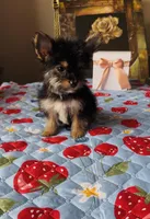 Luke, a male Yorkshire Terrier for sale in Menifee, CA – 2 of 5