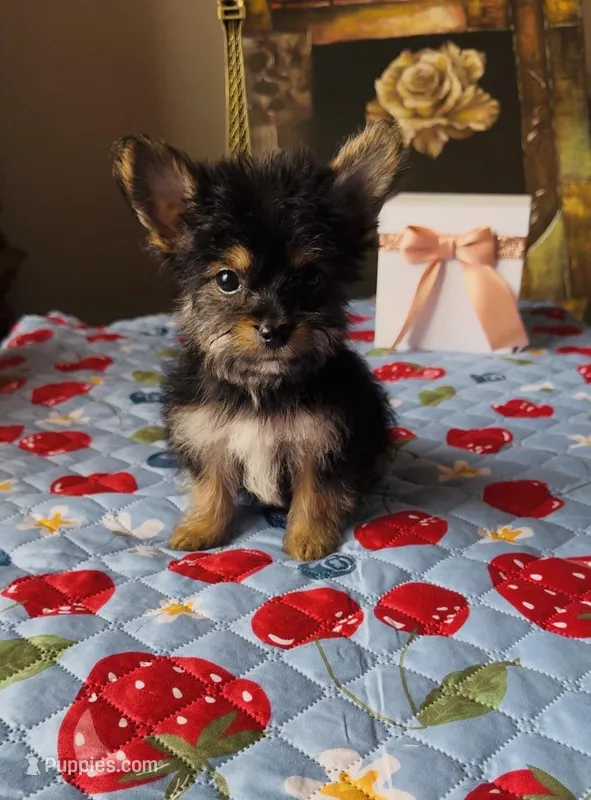 Luke – Yorkshire Terrier puppy for sale in Menifee, CA