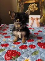 Luke, a male Yorkshire Terrier for sale in Menifee, CA – 1 of 5