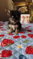 Luke, a male Yorkshire Terrier for sale in Menifee, CA – 4 of 5