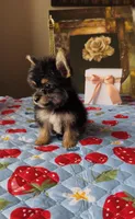 Luke, a male Yorkshire Terrier for sale in Menifee, CA – 3 of 5