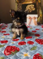 Luke, a male Yorkshire Terrier for sale in Menifee, CA – 5 of 5