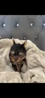 Pixel (Teacup), a male Yorkshire Terrier for sale in Menifee, CA – 4 of 5