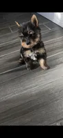Spike (Teacup), a male Yorkshire Terrier for sale in Menifee, CA – 2 of 6