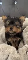 Pixel (Teacup), a male Yorkshire Terrier for sale in Menifee, CA – 2 of 5