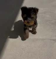 Ruffo, a male Yorkshire Terrier for sale in Menifee, CA – 3 of 6