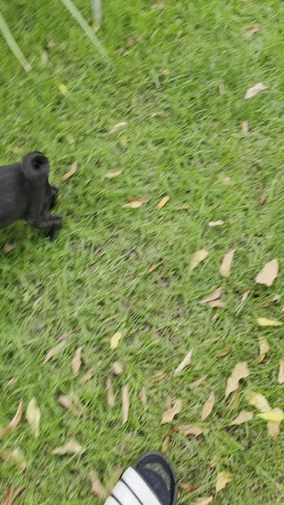 Lucy, a female Pug for sale in Menifee, CA – 8 of 8