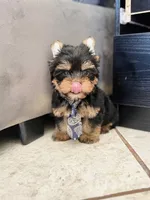 Charles, a male Yorkshire Terrier for sale in Menifee, CA – 3 of 3