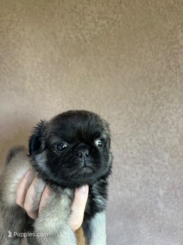 Lucy – Pug puppy for sale in Menifee, CA